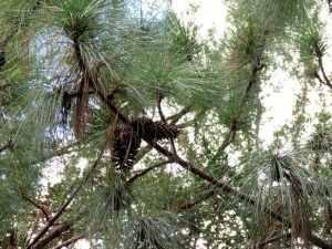Pinus palustris eterično ulje