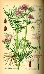 Valeriana officinalis čaj od korijena